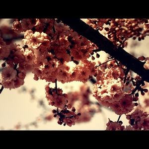 Meet your Posher, Jenica